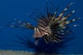 Red Volitan Lionfish Royalty Free Stock Photo